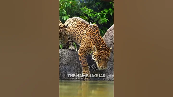 Why Jaguars Are More Dangerous Than Other Big Cats