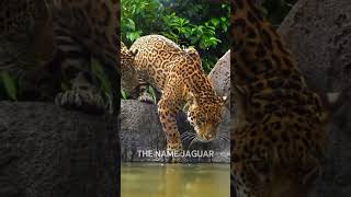Why Jaguars Are More Dangerous Than Other Big Cats