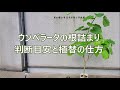 ウンベラータの植え替えの仕方（５～７月初旬に行います）