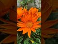 Don’t Skip This Eye Illusion 🔥 | This Video Will Trick Your Eyes 😳 | Flower #shorts