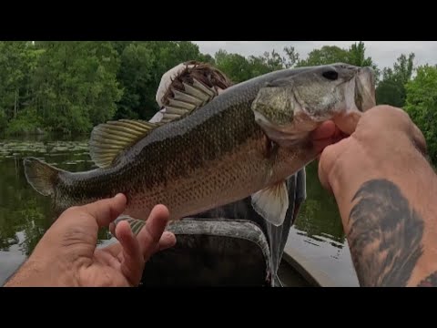 Beans from Drowning Creek Outdoors Takes on Jack from Low Country Legends in EPIC Bass Challenge! 🎣