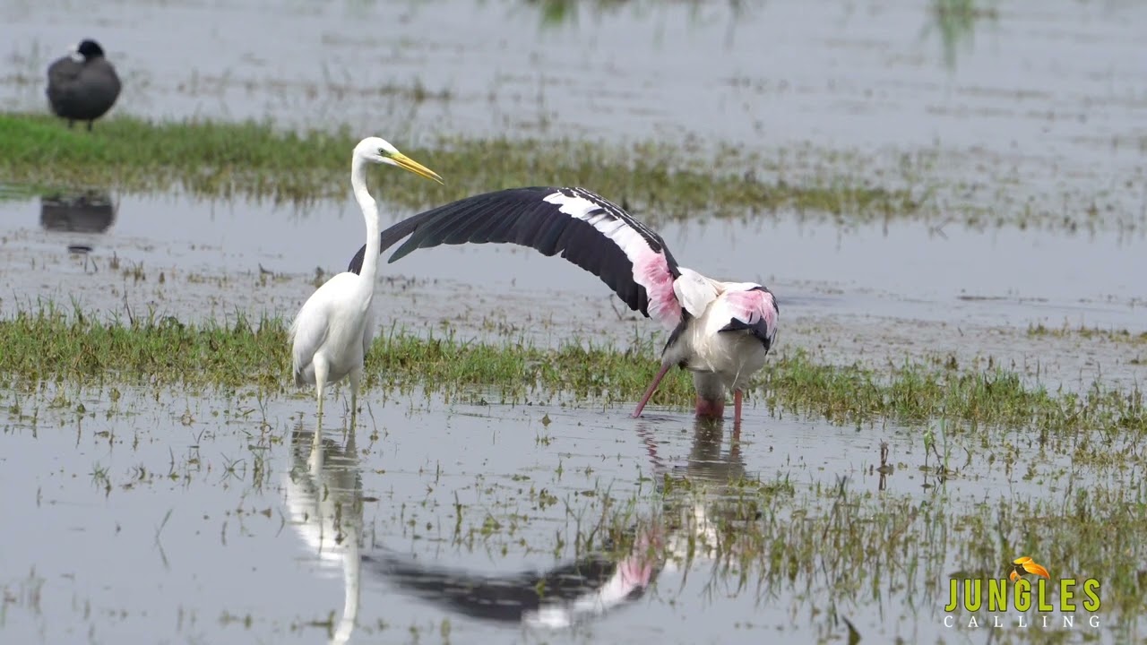 Painted Stork feeding behavior | Keoladeo