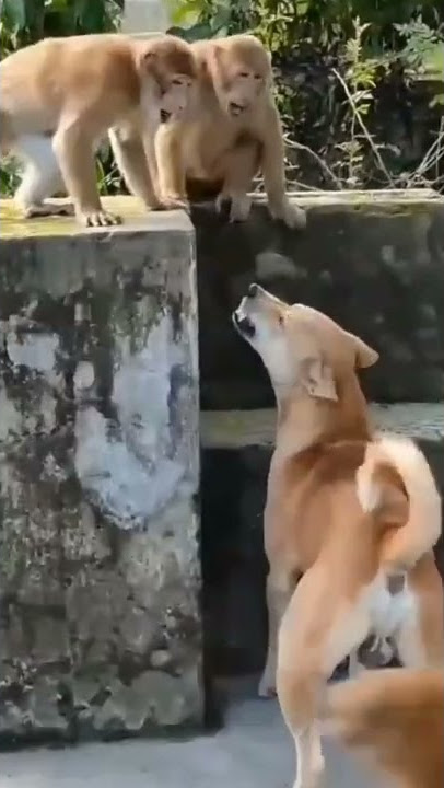 anjing berkelahi dengan monyet