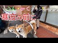 大寒波の前に　秋田犬【ごん・みく チャンネル】2023/01/22