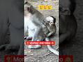 man baby monkey ki sawari #monkey #monkeylife #animals #funnymonkey #nature #animals