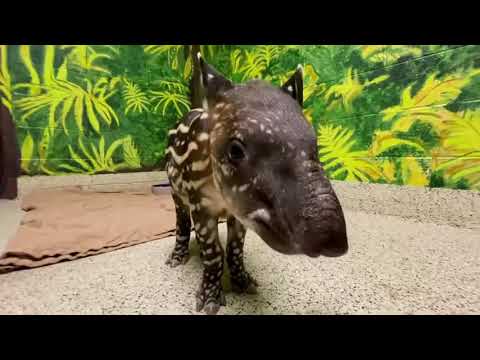 Rare South American