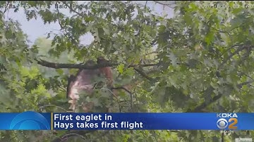 Eaglet Takes First Flight At Hays Nest