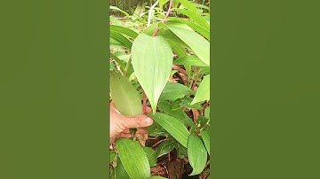 10 Tác dụng của cây  mía dò ( cây cát lòi ) #cayrausach #caythuocquy #cayrauvuon #caythaoduocquy