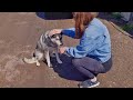 Rescue of Poor Homeless Husky with a Broken Heart
