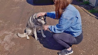 Rescue of Poor Homeless Husky with a Broken Heart