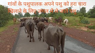 गांव में डेयरी फार्म कैसे चलाएं/gaon mein dairy farm kaise khole