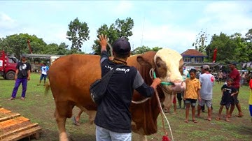 Kontes Ternak Sapi