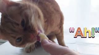 ASMR The Beauty of a Cat's Life.Beloved cat eats!