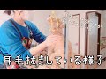耳毛抜きしている様子