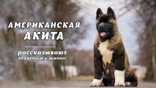 :  .     American Akita