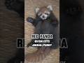 “A literal Lucky Charm 🍀 “ #animals #animallife #cuteanimal #funnyanimal #shortvideos