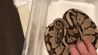 Ball Python Adult Female Vanilla 2019