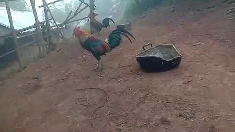 Saib ob tug no seb qua pua zoo nyiam muag nawb