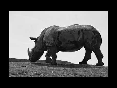 白と黒の動物たち Youtube 白と黒の動物たち Youtube