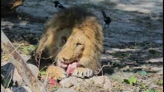 SUARA SINGA YANG SEDANG MAKAN