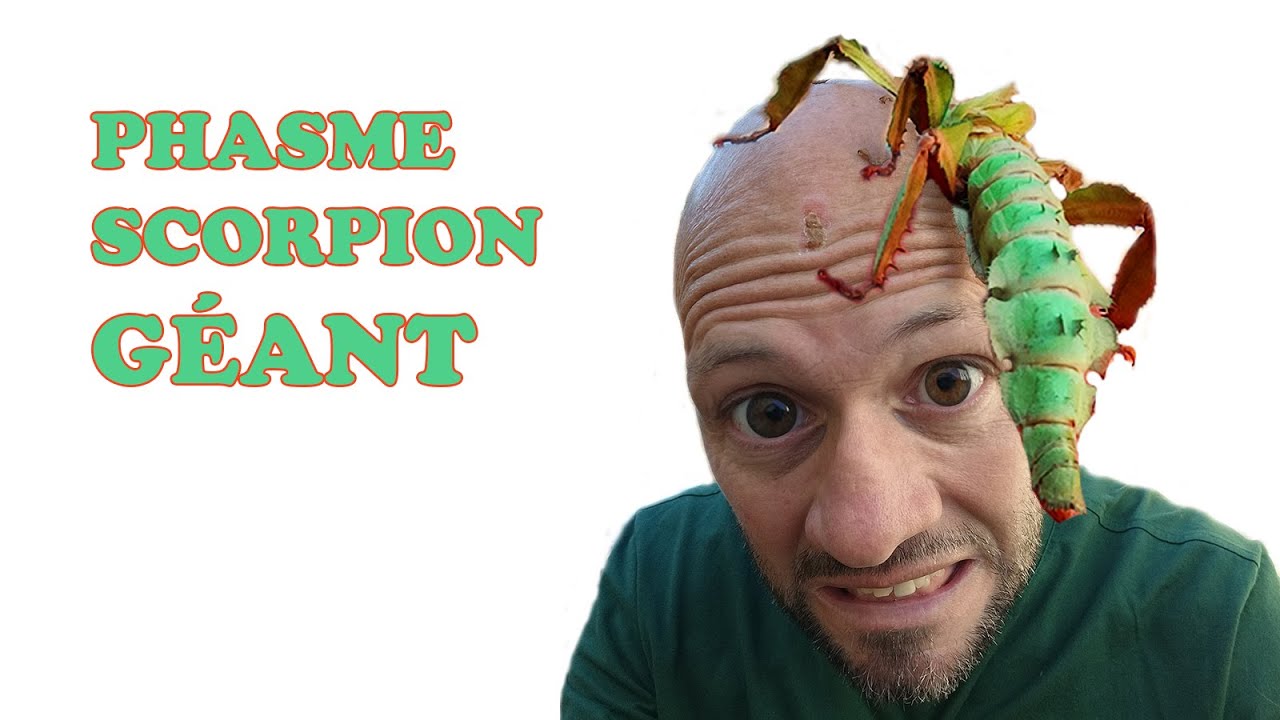 Regarde le phasme scorpion géant que j'ai déniché !