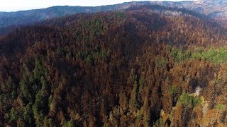 Big Basin redwoods: Drone video shows extent of wildfire over famed state park