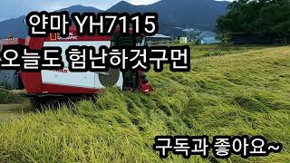 얀마 YH7115 7조식 콤바인 벼수확작업  가장자리 낫질한 벼보소!