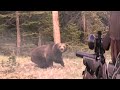 One of the most amazing confrontations between the bear and the hunter