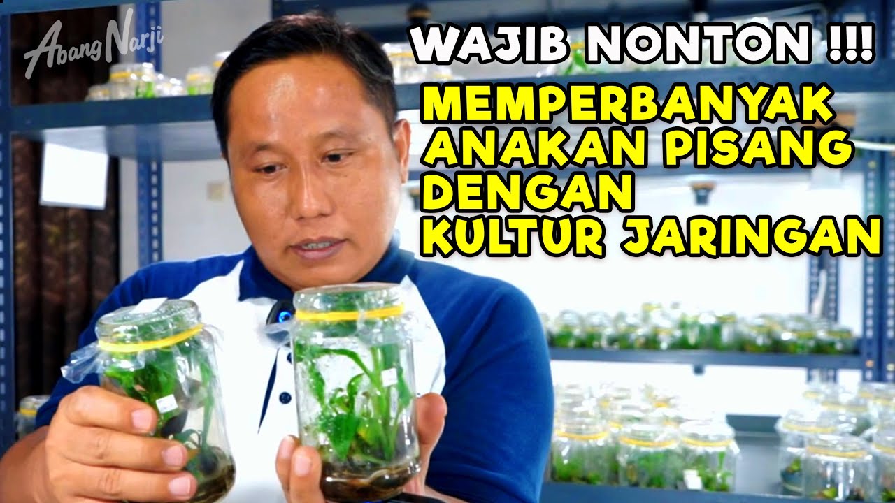 WAJIB NONTON !!! MEMPERBANYAK ANAKAN POHON PISANG DENGAN KULTUR JARINGAN