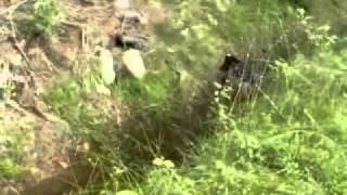 Tysk Jaktterrier Valp