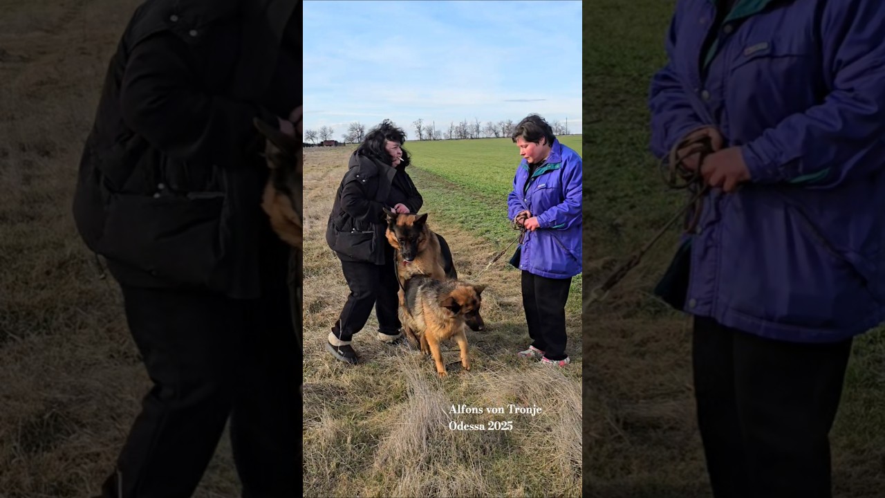 😱Stop‼️What do you want? German Shepherd Alf! Odessa 2025