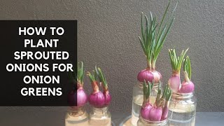 SPROUTED ONIONS | Plant them without soil and fertilizer