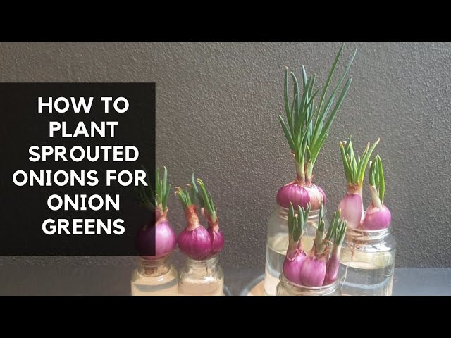 How to Make Onion Plant  