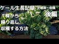 ケールの生長記録　後編【定植後～収穫迄】2022年10月4日　10月11日　10月12日　10月21日　10月31日　11月2日