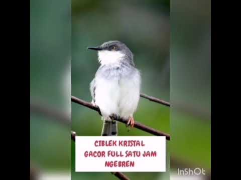 CIBLEK KRISTAL  NGEBREN FULL 1 JAM