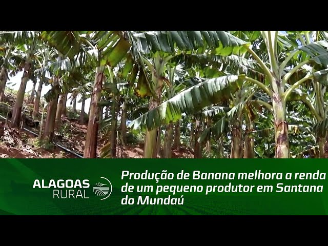 Produção de Banana melhora a renda de um pequeno produtor em Santana do Mundaú