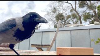 Things are not always going to plan with crows ;-)