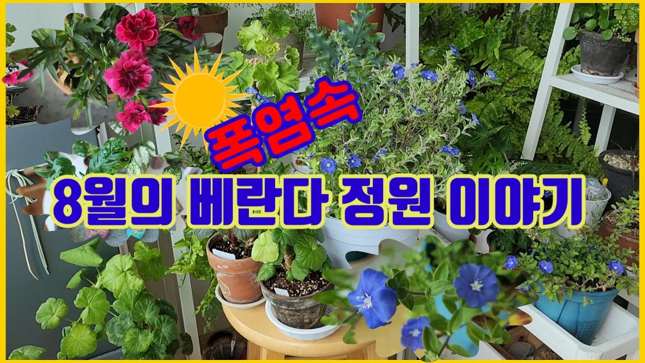 폭염속 8월의 베란다정원 이야기