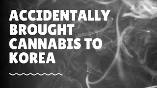Forgotten Cannabis, Serious Consequences: What You Need to Know Before Entering Korea