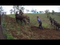 Paco la Cajetera y Pepe el Chaleco arando con yunta