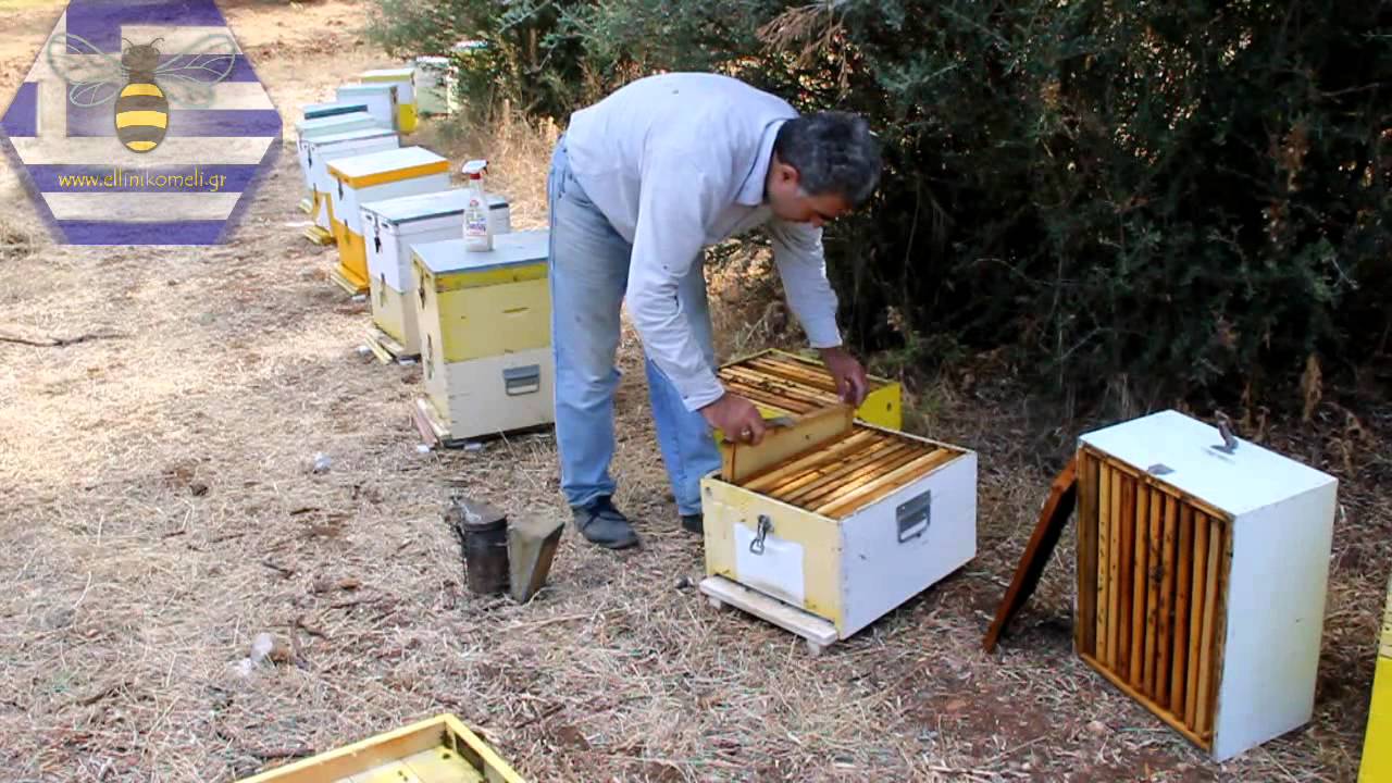 Αρρενοτόκο μελίσσι - Πρακτικές συνένωσης - Ellinikomeli.gr