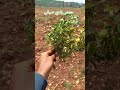 حم ص بلدي صيفي بسطة الموسم حمص كفرا زراعة عضوية كفرا صور الحوش لبنان  