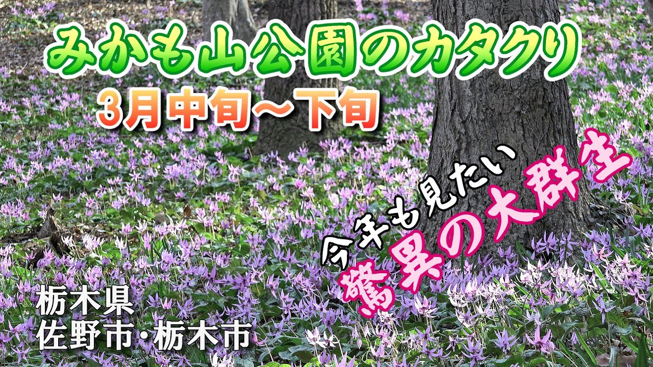 カタクリ (片栗) 今年も見たい驚異の大群生 ～みかも山公園に現れる春の絶景～ : 群生地4か所紹介 : An astonishing colony of dogtooth violets : 4K