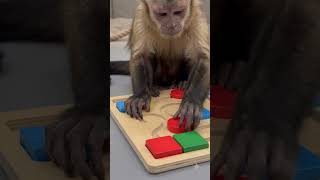 the monkey solve #youtube #mermaid #universe #science
