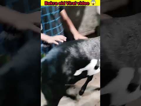 bakra eid special bakra video