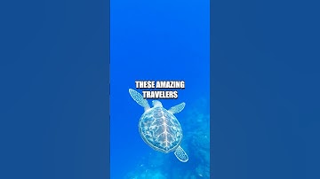 Thumbnail of The Brave Journey of Sea Turtles