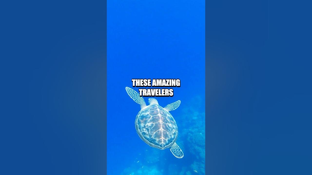 The Brave Journey of Sea Turtles
