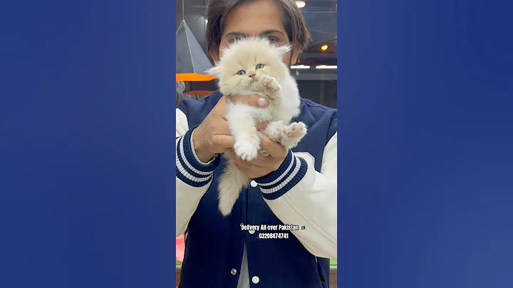 Video 11576561: persian cat kitten pet, persian kittens home