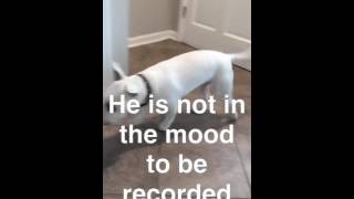 Funniest Bull Terrier Kingston