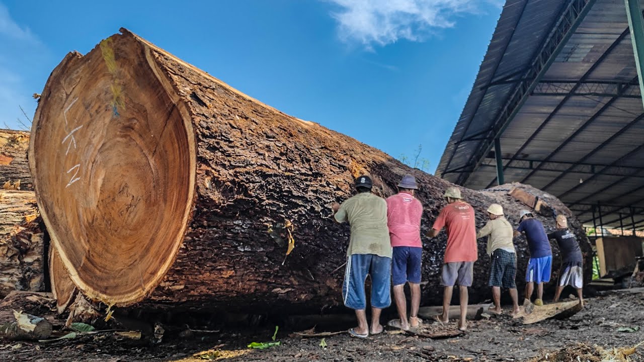 Making Fortune from Forgotten Logs ‼️ Sawmill Techniques